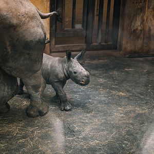 Newborn Rhino