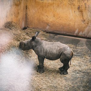 Newborn Rhino
