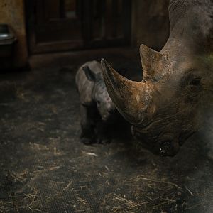 Newborn Rhino with mother