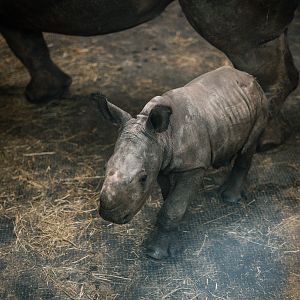 Newborn Rhino