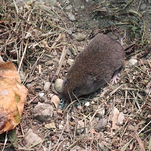 Microtus bavaricus - Bavarian pine vole