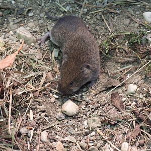 Microtus bavaricus - Bavarian pine vole