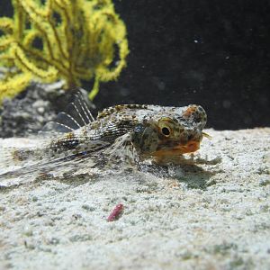 Dactyloptena orientalis - Oriental flying gurnard