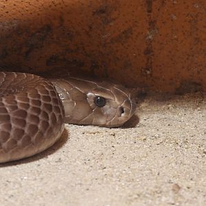 Naja ashei - Ashe’s spitting cobra