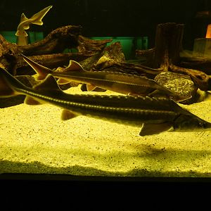 Acipenser nudiventris - Fringebarbel sturgeon