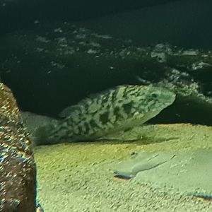 North Sea tank - Ballan wrasse