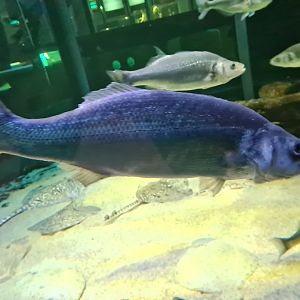 North Sea tank - European seabass