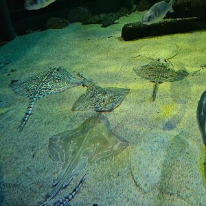 North Sea tank - Thornback ray, Small-eyed skate, Brill and Turbot