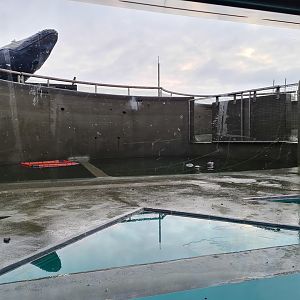 Former Harbour porpoise tank - Half-empty with Harbour seals