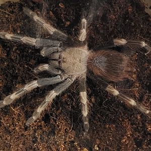 Nhandu chromatus - male