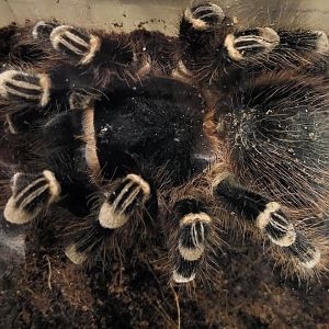 Acanthoscurria geniculata - female