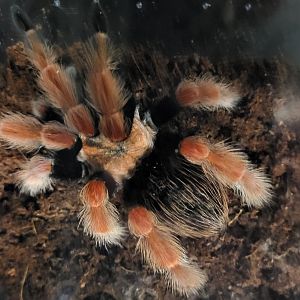 Brachypelma boehmei - male