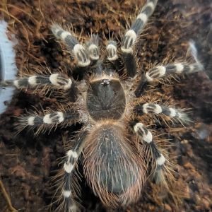 Acanthoscurria geniculata - male