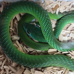 Spotted bush snake - Philothamnus semivariegatus