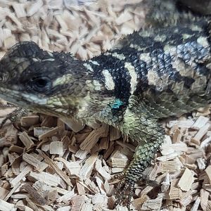 Blue spiny lizard - Sceloporus cyanogenys