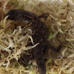 Stream lizard - Potamites species ( Peru )