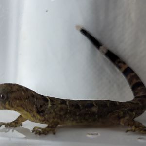 Gonatodes concinnatus