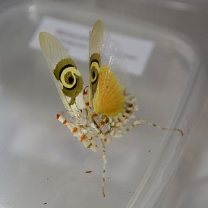 Spiny flower mantis (Pseudocreobotra wahlbergii)