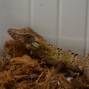 Jamaican twig anole (Anolis valencienni)