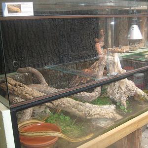 Westküstenpark - Rat snake exhibit