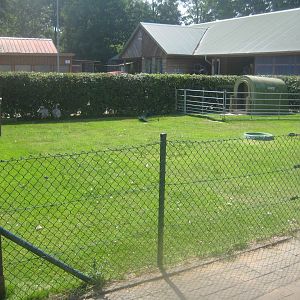 Westküstenpark - Cape Barren goose exhibit