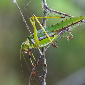 32-Spotted Katydid, Ephippitytha trigintiduoguttata