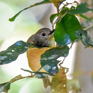 Large-billed Scrubwren