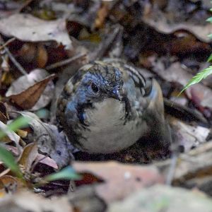 Australian Logrunner