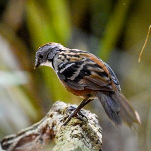 Australian Logrunner