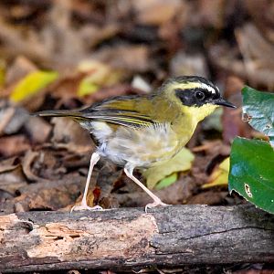 Yellow-throated Scrubwren