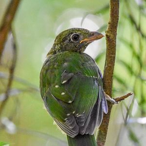 Green Catbird