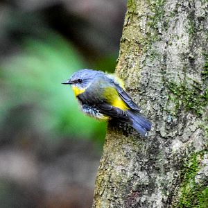 Eastern Yellow Robin