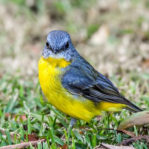 Eastern Yellow Robin