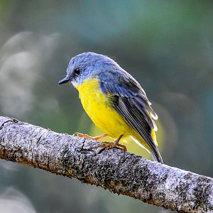 Eastern Yellow Robin