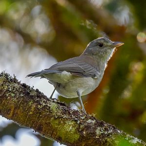 Grey Shrike-thrush