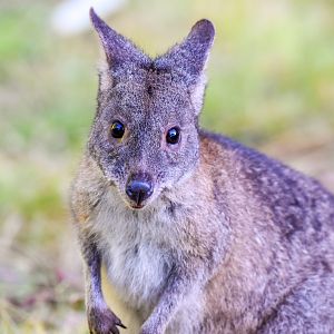 Red-necked Pademelon