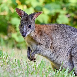 Red-necked Pademelon