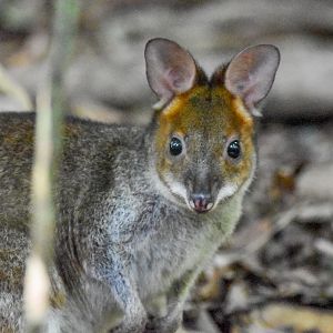 Red-legged Pademelon