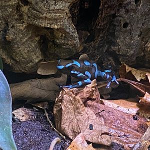 Poison dart frog seen at pet shop near Bromsgrove, UK