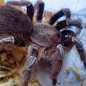 Aphonopelma seemanni
