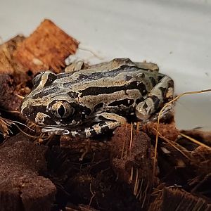 Kassina senegalensis