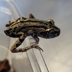 Kassina senegalensis