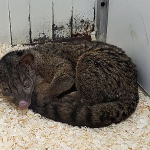 Two-spotted palm civet - Adult