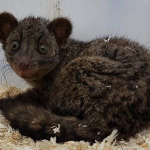 Two-spotted palm civet - Juvenile