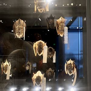 Specimens of local (?) bats.