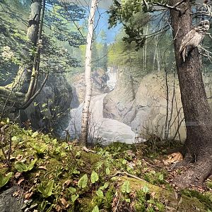 Woodland Diorama.