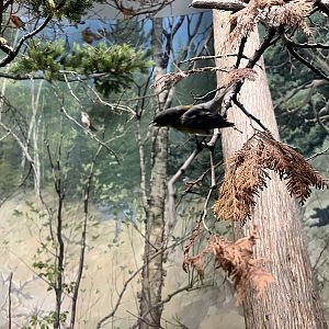Woodland Diorama (Canada Jay?)