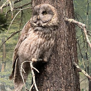 Great Grey Owl