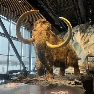 Reconstruction of a Wooly Mammoth