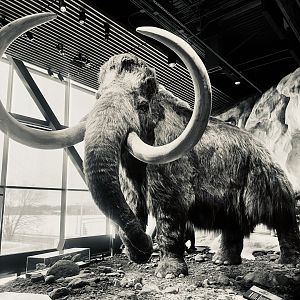 Wooly Mammoth
